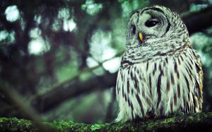 ---sad-owl-picture-16483