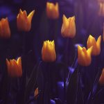 ---shining-yellow-tulips-16603