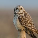 ---short-eared-owl-553