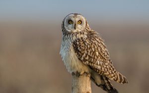 ---short-eared-owl-553