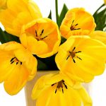---speckled-yellow-tulips-12077