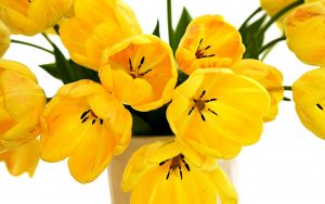 ---speckled-yellow-tulips-12077