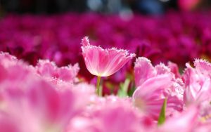 ---spring-tulips-12118
