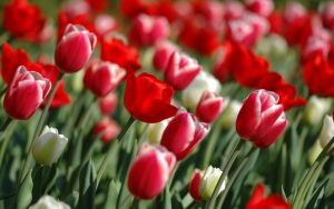 ---spring-tulips-screensavers-12117