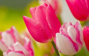 ---stunning-pink-tulips-12220