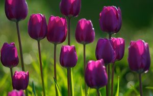 ---summer-purple-tulips-12259