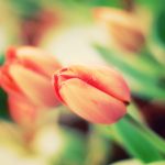 ---tulip-buds-pictures-12569