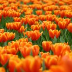 ---tulip-field-17007