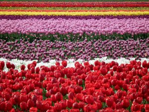 ---tulip-fields-12570