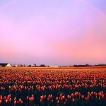 ---tulip-fields-12572