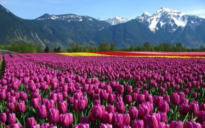 ---tulip-fields-12573