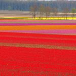 ---tulip-fields-12574