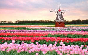 ---tulip-fields-17008