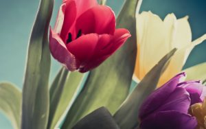 tulip-flowers-2880x1800-red-purple-yellow-tulips-4k-1727