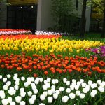 ---tulip-garden-wallpaper-12575