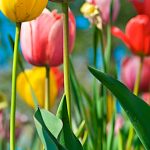 ---tulips-17017