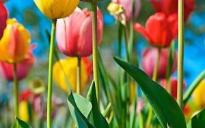 ---tulips-17017