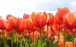 ---tulips-17018