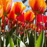 tulips-2880x1800-4k-5857
