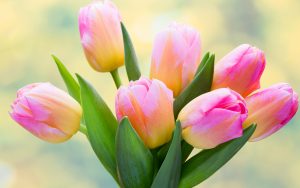 tulips-2880x1800-bouquet-flora-5k-3624