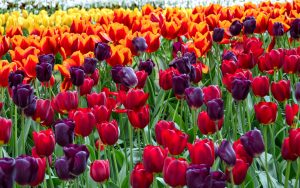tulips-2880x1800-colorful-hd-5636