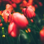 tulips-2880x1800-flora-bloom-hd-4k-8k-2632