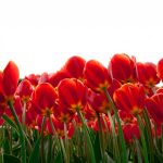 tulips-2880x1800-red-flowers-hd-4k-5534