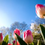 tulips-2880x1800-sunny-day-summer-4k-5959