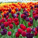 tulips-3000x2000-colorful-hd-5636