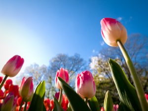 tulips-3648x2736-sunny-day-summer-4k-5959