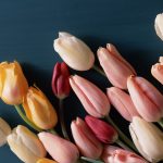 ---tulips-closed-petals-17011
