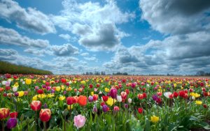 ---tulips-field-12577