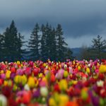 ---tulips-field-hd-17012