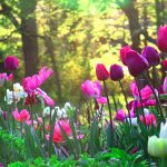 ---tulips-flower-garden--12578