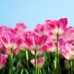 ---tulips-flower-garden-12579