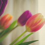---tulips-macro-12581