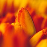 ---tulips-orange-macro-flowers-buds-17014