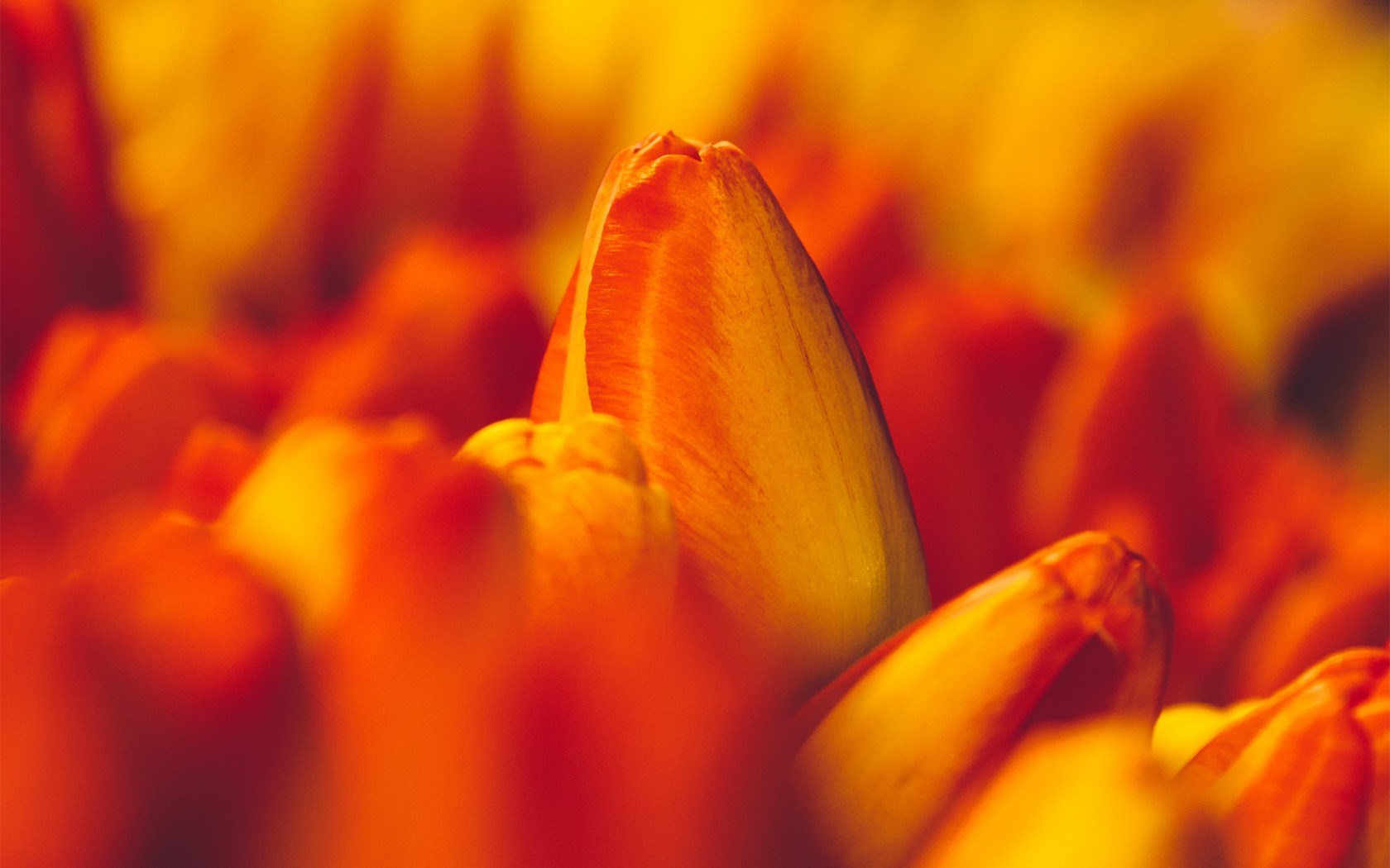 цветок макро оранжевый flower macro orange загрузить