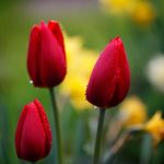 ---tulips-red-drops-focus-nature-flowers-macro-12582