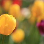 ---tulips-spring-flowers-focus-bokeh-close-up-12583