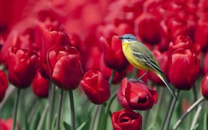 ---tulips-wallpapers-5943