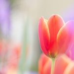 ---tulips-wallpapers-5945