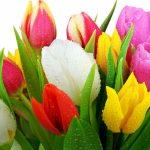 ---tulips-wallpapers-5946
