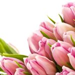 ---tulips-wallpapers-5949