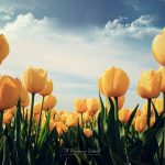 ---tulips-wallpapers-5953