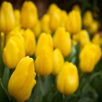 ---tulips-yellow-field-17016