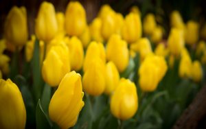 ---tulips-yellow-field-17016