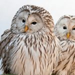 ---ural-owls-17050