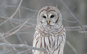 ---white-owl-wallpapers-17190