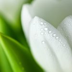 ---white-tulip-flower-17191